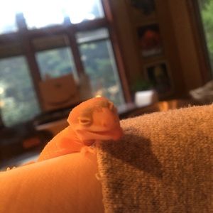 Meet your Posher, Ava